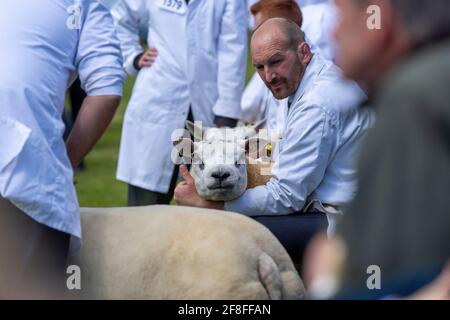 Beurteilung von Beltex Schafen bei der Royal Highland Show im Jahr 2019. Stockfoto