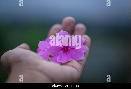 Medizinische Nayantara oder Catharanthus Roseus in der hand Stockfoto