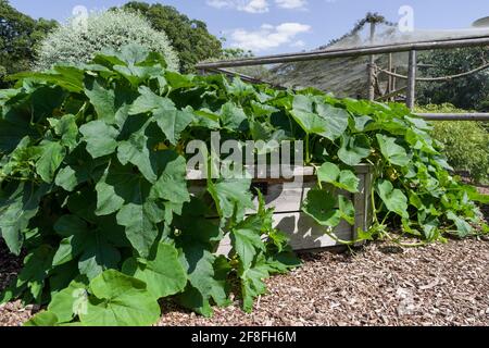 Gemüse wächst im Sommer in Hochbeeten, Castle Ashby Gardens, Northamptonshire, Großbritannien Stockfoto