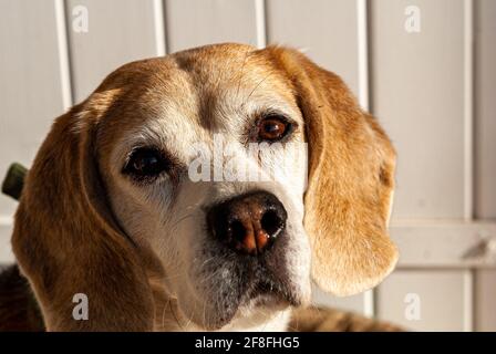 Nahaufnahme eines Hundekopfes Porträt eines berühmten englischen Jagdhundes. Das weiche und ausdrucksstarke Aussehen eines Schnauzens aus nächster Nähe. Stockfoto