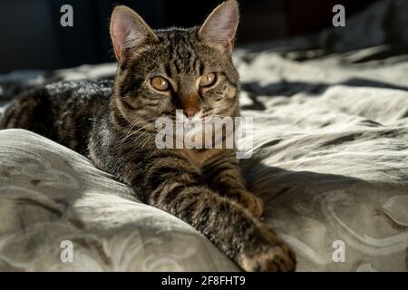 Nahaufnahme einer gestromten Hauskatze auf einem Bett zu Hause. Ernsthaftes und fokussiertes Tier. Hintergrundbeleuchtung. Amerikanische Kurzhaarkatze. Flauschiges Kätzchen Stockfoto