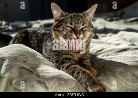 Gähnende Katze. Ein lustiger Mund und ein Lächeln. Gähnen. Nahaufnahme eines tabby Hauskatzen, der zu Hause auf einem Bett schläft. Tier. Amerikanische Kurzhaarkatze. Flauschiges Kätzchen. Stockfoto