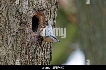 Nukleartatch bereitet den Nestplatz vor Stockfoto