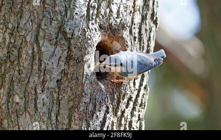 Nukleartatch bereitet den Nestplatz vor Stockfoto