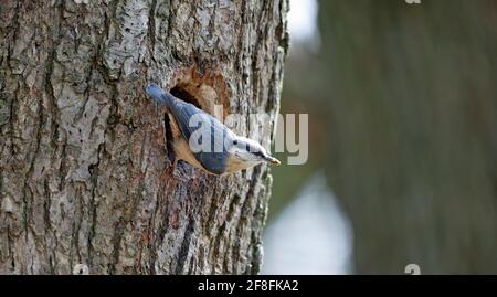 Nukleartatch bereitet den Nestplatz vor Stockfoto