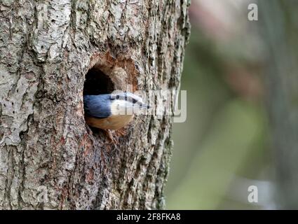 Nukleartatch bereitet den Nestplatz vor Stockfoto