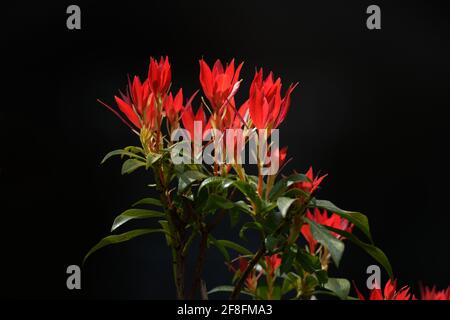 Rote Blätter von Pieris japonica im Hintergrund vor dunklem Hintergrund Stockfoto