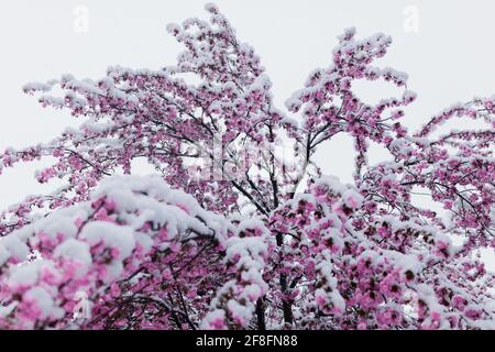 Rosafarbener Kirschblütenbaum, der mit unerwartet starkem Schnee bedeckt ist April Stockfoto