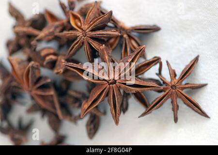 Sternanise, Illicium verum Stockfoto