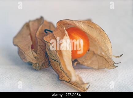 Einzigen frischen Reifen Physalis auf weißem Hintergrund Stockfoto