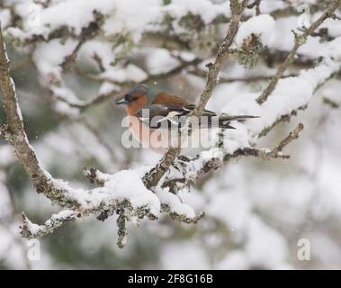 GEMEINER BUCHFINK Fringilla coelebs am Ast im Frühjahr mit Schnee Stockfoto