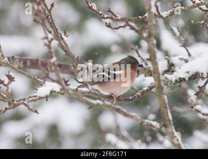 GEMEINER BUCHFINK Fringilla coelebs am Ast im Frühjahr mit Schnee Stockfoto