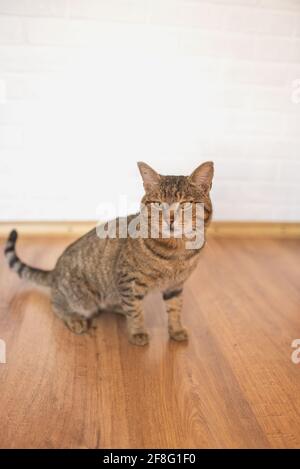Die Katze mit gelben Augen sitzt auf einem Laminat Das Zimmer Stockfoto