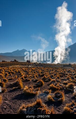 Morgendämmerung an den Geysire und geothermischen Dampfdüsen der Das Geysir-Feld El Tatio liegt auf 4500 m im Atacama Wüste in Nordchile - aufgrund der al Stockfoto