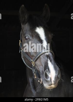 Ein Kopfschuss eines schwarzen Pferdes in einem Lederkopfkragen. Stockfoto