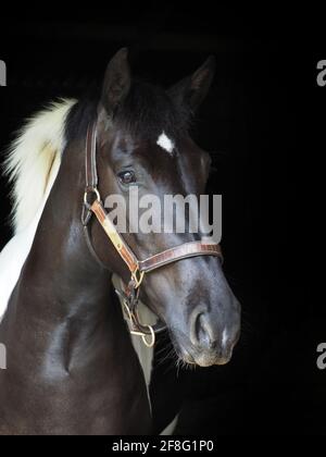 Ein Kopfschuss eines Glatzenpferdes in einem Lederkopfkragen. Stockfoto