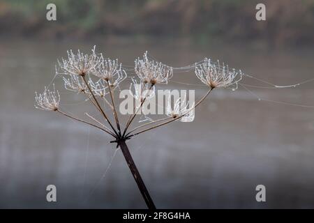 Im Winter ist der Kopf der Kuhpsilie mit Tau und Spinnweben bedeckt. Trumpington Meadows, Cambridge, Großbritannien Stockfoto