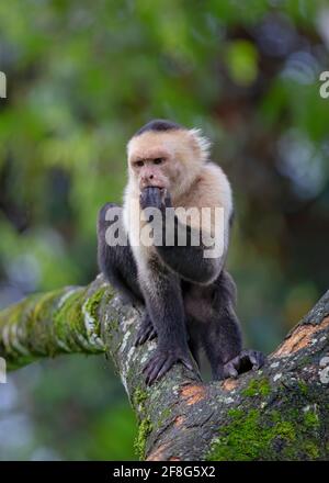 Weißer Kapuzineraffe sitzt auf einem Baum und isst eine Banane im tropischen Dschungel Costa Ricas Stockfoto