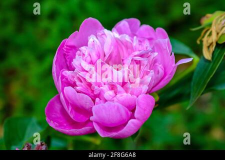 Nahaufnahme einer leuchtenden rosafarbenen Pfingstrosenblüte (Paeonia) in voller Blüte mit grünem Laub im Hintergrund Stockfoto