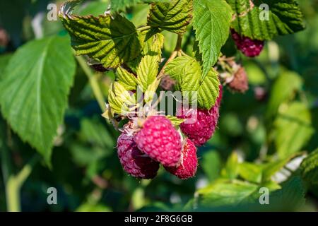 Nahaufnahme reifer roter Himbeeren (Rubus idaeus) auf einem Zweig mit grünen Blättern in einem sonnigen Garten Stockfoto