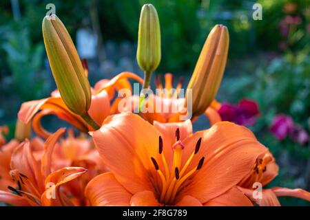 Schöne Orange Lily (Lilium bulbiferum) mit offenen und geschlossenen Blüten, Nahaufnahme. Blume ist auch als Feuerlilie bekannt. Stockfoto