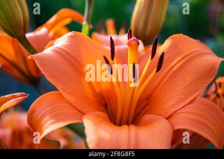 Schöne Orangen-Lilie (Lilium bulbiferum) mit weit geöffneter Blüte, Nahaufnahme. Auch bekannt als Feuerlilie oder Tigerlilie. Stockfoto