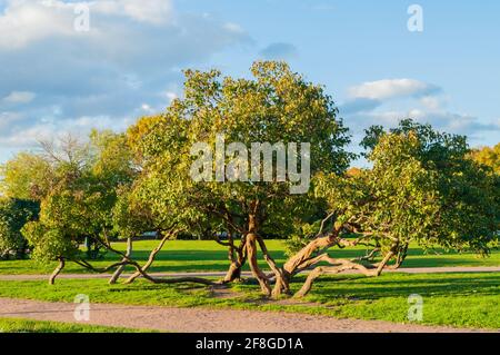Herbst tanzende Bäume auf dem Feld des Mars oder Marsovo Polye - großer Park nach Mars, dem römischen gott des Krieges benannt. St. Petersburg, Russland Stockfoto