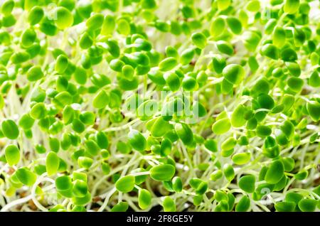 Purpurklee-Sämlinge, Nahaufnahme. Italienischer Kleeblatt, Mikrogrüns. Frische Sprossen von Trifolium incarnatum, grüne Triebe und junge Pflanzen. Stockfoto