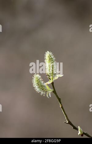 Weidenblumen mit Hintergrundbeleuchtung (Salix sp), Nordengland, Großbritannien Stockfoto