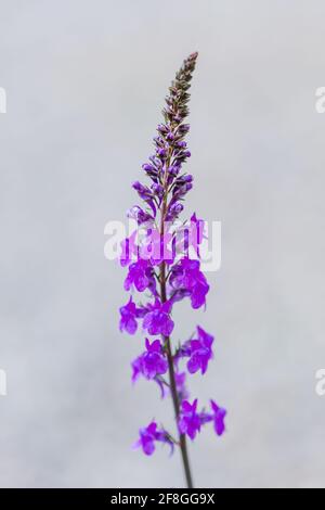 Lila Toadflax Linaria purpurea Blütenspitze von lila Blüten wächst Im schottischen Hochland Stockfoto
