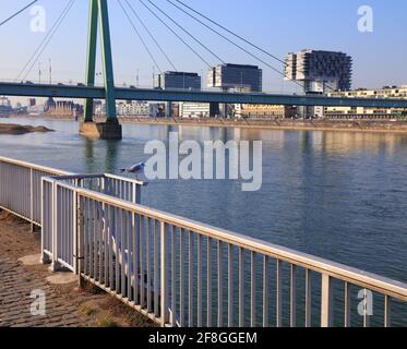 Severins Brücke in Köln, Deutschland. Kabelbrücke über den Rhein. Stockfoto