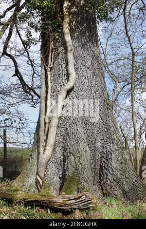 Dicke Efeu-Stämme, die aus einer alten Eiche wachsen, Teesdale, County Durham, Großbritannien Stockfoto