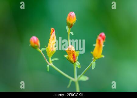 Schlanke St. John's Wort Hypericum pulchrum Blütenknospen, die in den schottischen Highlands blühen werden Stockfoto