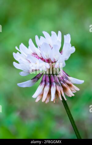 White Clover Trifolium repens die weiße Blume beginnt sich zu öffnen und wächst in den schottischen Highlands Stockfoto