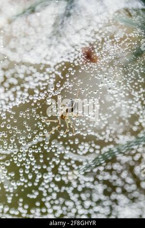 European Sheetweb Spider Linyphia triangularis kopfüber an seinem befestigt Wasserbedecktes Netz in den schottischen Highlands Stockfoto