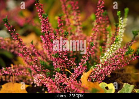 Erica (Heidekraut) im Herbstlicht mit schönem Bokeh Stockfoto