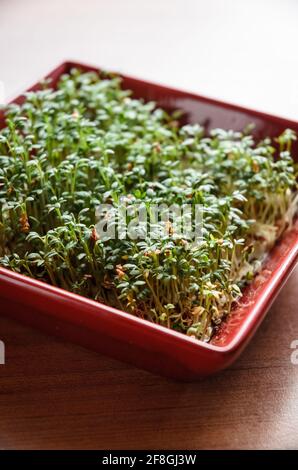 Kresse (Lepidium sativum), Kraut, das auf einer quadratischen Platte auf einem Holzschreibtisch oder Hintergrund wächst Stockfoto