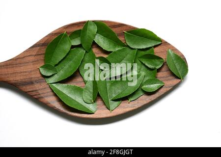 Curryblätter in der Löffel aus Holz Stockfoto