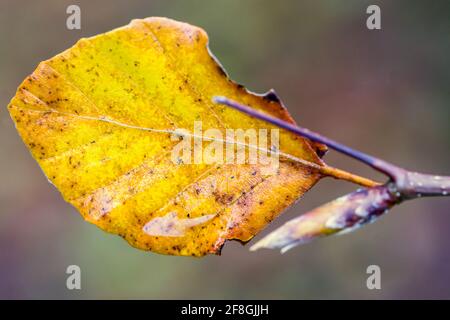 Buche Fagus sylvatica Blätter färben sich im Herbst in der Highlands of Scotland Stockfoto