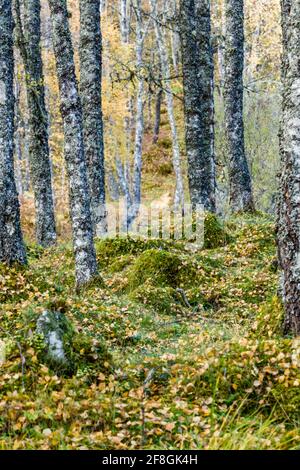 Birken Betula pendula im Herbst mit Blättern färben sich Im schottischen Hochland Stockfoto