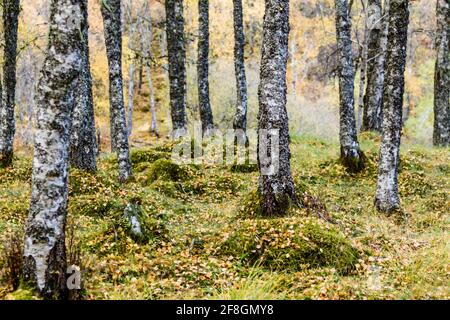 Birken Betula pendula im Herbst mit Blättern färben sich Im schottischen Hochland Stockfoto