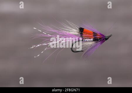 Atlantischer Lachsangeln fliegen die Purple Double Shrimp Fly eines Verbündeten Aufgenommen in einem Studio Stockfoto