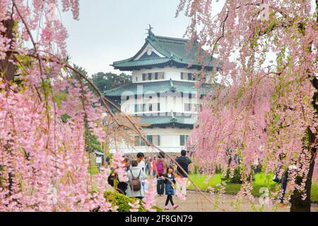 HIROSAKI, JAPAN - Mai 4, 2012: Die Menschen genießen Kirschblüte (Sakura) in Hirosaki. Jährliche Cherry Blossom Festival ist in Hirosaki ab April 23. bis Stockfoto