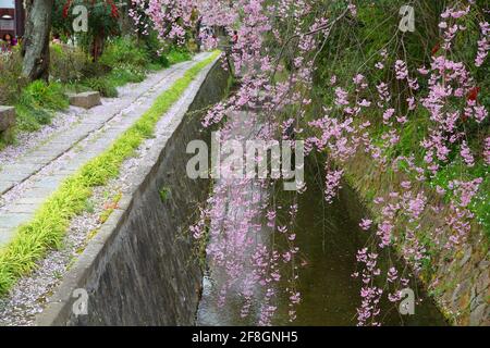 Kirschblüten in Kyoto, Japan. Philosopher's Path in Kyoto (auch bekannt als Philosopher's Walk). Kyoto Touristenattraktionen. Stockfoto