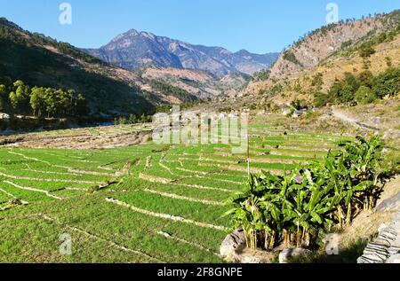 Grünes Reisfeld im Westen Nepals Stockfoto