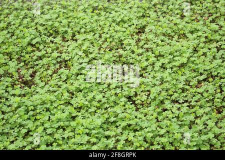 Salvinia molesta (african payal), die sich über die Seen und den Kanal in Indien ausbreitet. Stockfoto