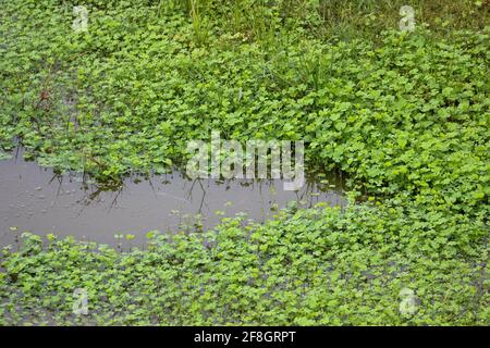 Salvinia molesta (african payal), die sich über die Seen und den Kanal in Indien ausbreitet. Stockfoto