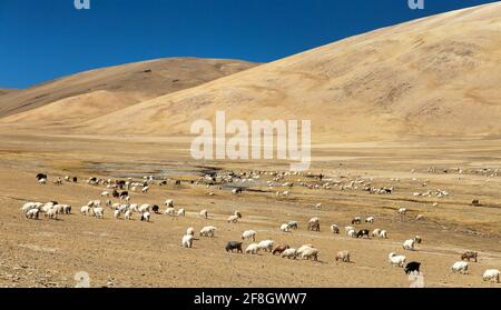 Ziegen- und Schafherden im indischen Himalaya, im Rupshu-Tal in der Nähe des Moriri-Sees, Ladakh, Jammu und Kaschmir, Indien Stockfoto