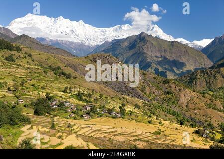 Reisfeld unter Dhaulagiri Himal und schneebedeckter Himalaya-Berg in Nepal Stockfoto