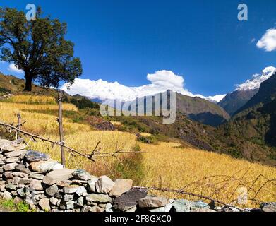 Reisfeld unter Dhaulagiri Himal und schneebedeckter Himalaya-Berg in Nepal Stockfoto